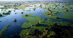 Aerial view of Okavango Delta's permanent floodplains, Botswana