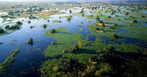 Aerial view of Okavango Delta's permanent floodplains, Botswana